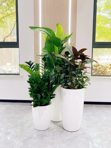 揭秘宁波奉化花木租赁价格的神秘面纱